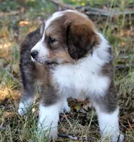 Buck, a male Bernese Mountain Dog and Great Pyrenees for sale in Clayton, WA – Photo 3 of 3