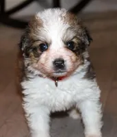 Ariel, a female Bernese Mountain Dog and Great Pyrenees for sale in Clayton, WA – Photo 1 of 4
