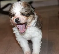 Ariel, a female Bernese Mountain Dog and Great Pyrenees for sale in Clayton, WA – Photo 4 of 4