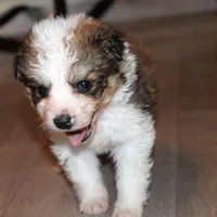 Ariel, a female Bernese Mountain Dog and Great Pyrenees for sale in Clayton, WA – Photo 3 of 4