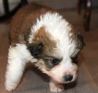 Ariel, a female Bernese Mountain Dog and Great Pyrenees for sale in Clayton, WA – Photo 2 of 4