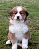 Kristoff, a male Bernese Mountain Dog and Great Pyrenees for sale in Clayton, WA – Photo 1 of 7