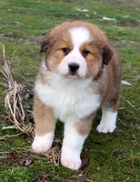 Kristoff, a male Bernese Mountain Dog and Great Pyrenees for sale in Clayton, WA – Photo 2 of 7