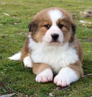 Kristoff, a male Bernese Mountain Dog and Great Pyrenees for sale in Clayton, WA – Photo 4 of 7