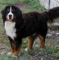 Kristoff, a male Bernese Mountain Dog and Great Pyrenees for sale in Clayton, WA – Photo 6 of 7