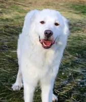 Kristoff, a male Bernese Mountain Dog and Great Pyrenees for sale in Clayton, WA – Photo 7 of 7