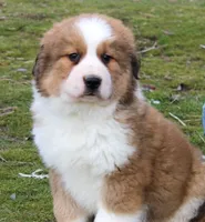 Kristoff, a male Bernese Mountain Dog and Great Pyrenees for sale in Clayton, WA – Photo 3 of 7