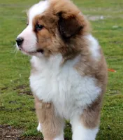 Kristoff, a male Bernese Mountain Dog and Great Pyrenees for sale in Clayton, WA – Photo 5 of 7