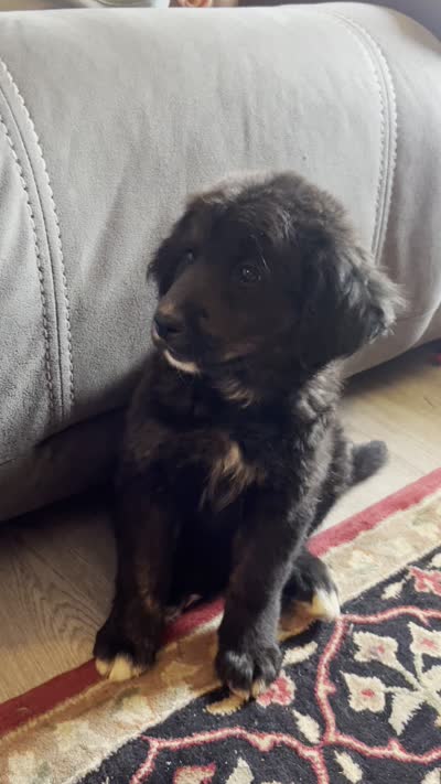 Flopsy , a female Bernese Mountain Dog and Golden Retriever for sale in Clayton, WA – 3 of 4