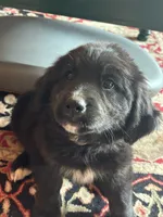 Jemima , a female Bernese Mountain Dog and Golden Retriever for sale in Clayton, WA – 2 of 4
