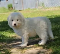Mabel, a female Great Pyrenees for sale in Clayton, WA – Photo 2 of 9
