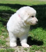 Mabel, a female Great Pyrenees for sale in Clayton, WA – Photo 5 of 9