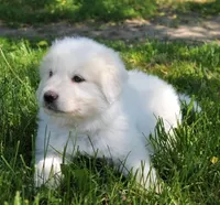 Mabel, a female Great Pyrenees for sale in Clayton, WA – Photo 6 of 9