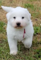 Mabel, a female Great Pyrenees for sale in Clayton, WA – Photo 7 of 9