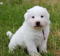 Mabel, a female Great Pyrenees for sale in Clayton, WA – Photo 9 of 9