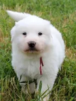 Mabel, a female Great Pyrenees for sale in Clayton, WA – Photo 8 of 9