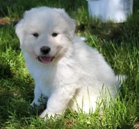 Mabel, a female Great Pyrenees for sale in Clayton, WA – Photo 1 of 9