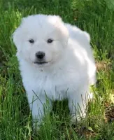 Mabel, a female Great Pyrenees for sale in Clayton, WA – Photo 3 of 9