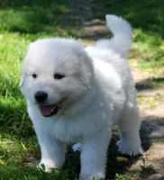 Mabel, a female Great Pyrenees for sale in Clayton, WA – Photo 4 of 9