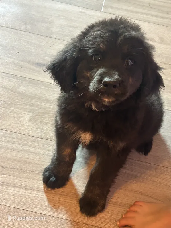Peter – Bernese Mountain Dog, Golden Retriever puppy for sale in Clayton, WA
