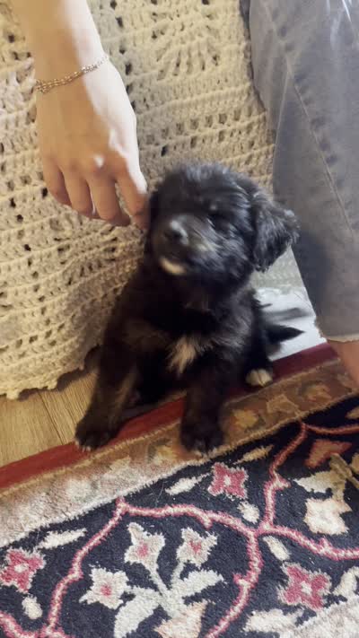 Cottontail, a female Bernese Mountain Dog and Golden Retriever for sale in Clayton, WA – 2 of 2