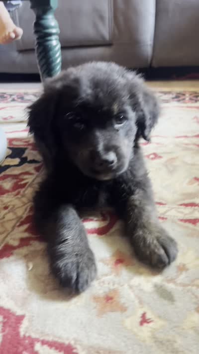 Tommy , a male Bernese Mountain Dog and Golden Retriever for sale in Clayton, WA – 4 of 4