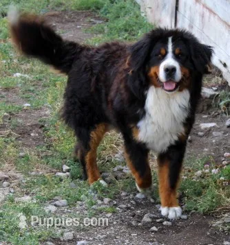 Teddy – Bernese Mountain Dog puppy for sale in Clayton, WA