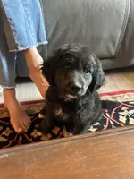 Flopsy , a female Bernese Mountain Dog and Golden Retriever for sale in Clayton, WA – 2 of 4