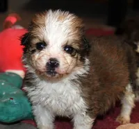 Alladin, a male Bernese Mountain Dog and Great Pyrenees for sale in Clayton, WA – Photo 2 of 2
