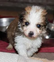 Alladin, a male Bernese Mountain Dog and Great Pyrenees for sale in Clayton, WA – Photo 1 of 2