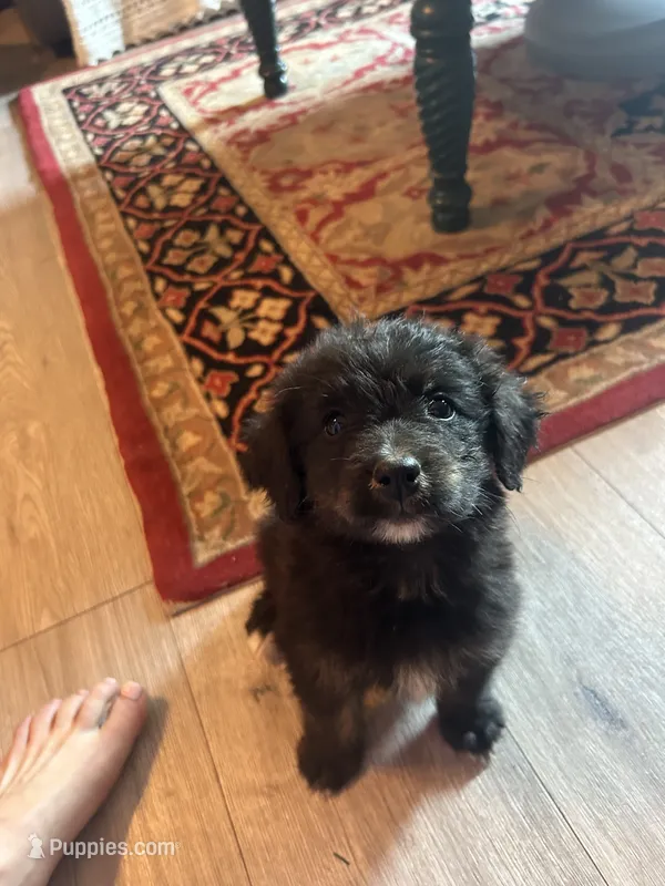 Cottontail – Bernese Mountain Dog, Golden Retriever puppy for sale in Clayton, WA