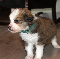 Tiana, a female Bernese Mountain Dog and Great Pyrenees for sale in Clayton, WA – Photo 3 of 6