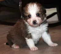 Tiana, a female Bernese Mountain Dog and Great Pyrenees for sale in Clayton, WA – Photo 6 of 6