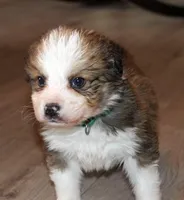 Tiana, a female Bernese Mountain Dog and Great Pyrenees for sale in Clayton, WA – Photo 2 of 6