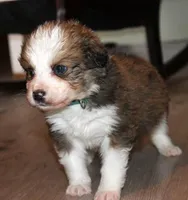 Tiana, a female Bernese Mountain Dog and Great Pyrenees for sale in Clayton, WA – Photo 4 of 6