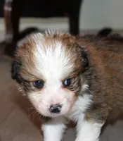 Tiana, a female Bernese Mountain Dog and Great Pyrenees for sale in Clayton, WA – Photo 5 of 6