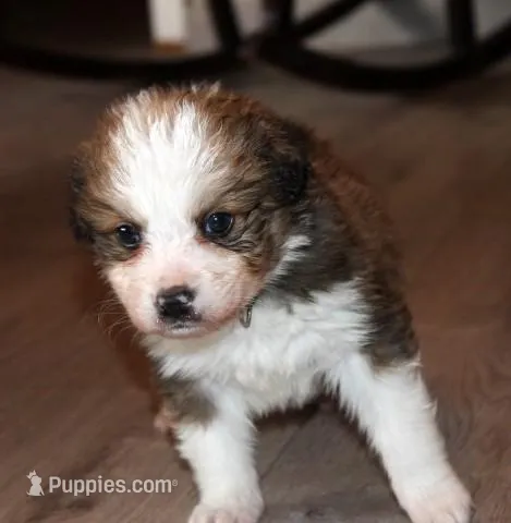 Tiana, a female Bernese Mountain Dog and Great Pyrenees for sale in Clayton, WA – Photo 1 of 6