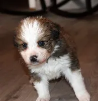 Tiana, a female Bernese Mountain Dog and Great Pyrenees for sale in Clayton, WA – Photo 1 of 6