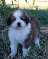 Wren, a female Bernese Mountain Dog and Great Pyrenees for sale in Clayton, WA – Photo 3 of 5