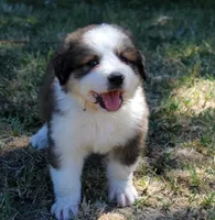 Wren, a female Bernese Mountain Dog and Great Pyrenees for sale in Clayton, WA – Photo 4 of 5