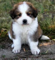 Wren, a female Bernese Mountain Dog and Great Pyrenees for sale in Clayton, WA – Photo 1 of 5