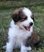 Wren, a female Bernese Mountain Dog and Great Pyrenees for sale in Clayton, WA – Photo 5 of 5