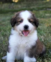 Wren, a female Bernese Mountain Dog and Great Pyrenees for sale in Clayton, WA – Photo 2 of 5