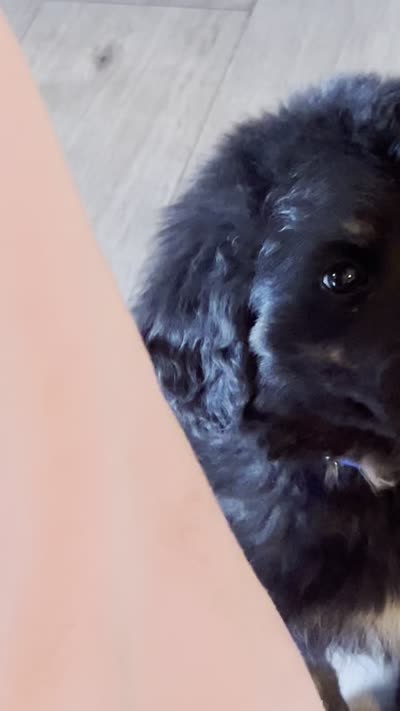 Peter, a male Bernese Mountain Dog and Golden Retriever for sale in Clayton, WA – 4 of 4