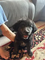 Flopsy , a female Bernese Mountain Dog and Golden Retriever for sale in Clayton, WA – 4 of 4