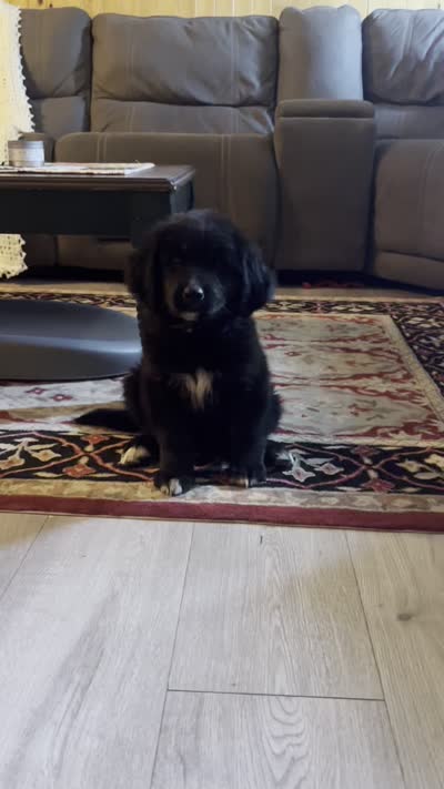 Jemima , a female Bernese Mountain Dog and Golden Retriever for sale in Clayton, WA – 4 of 4