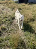 Magnolia , a female Great Pyrenees for sale in Clayton, WA – 3 of 3