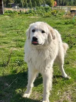 Stella , a female Great Pyrenees for sale in Clayton, WA – 2 of 2