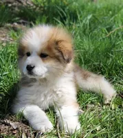 Alladin, a male Bernese Mountain Dog and Great Pyrenees for sale in Clayton, WA – Photo 2 of 4