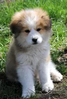 Alladin, a male Bernese Mountain Dog and Great Pyrenees for sale in Clayton, WA – Photo 3 of 4